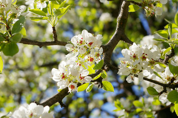 white pear flowers