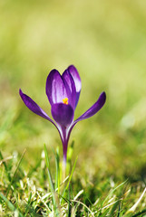 Crocus