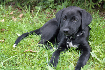 Labradorbaby 09