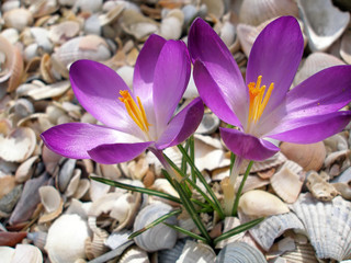 tender flowers