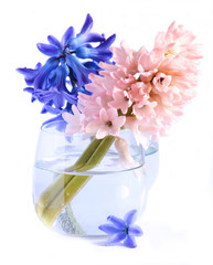 Two hyacinths