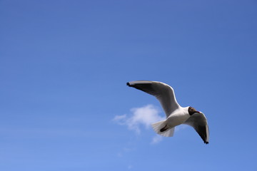 Obraz premium Black-headed gull
