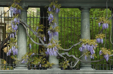Fototapeta na wymiar Kwiaty Wisteria w Florencji