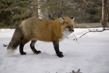 Naklejka premium Renard roux 