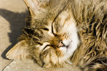 Fototapeta na wymiar Cheerful cat enjoying summer sun