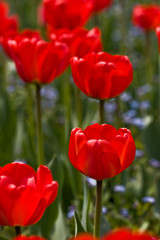 red tulips