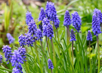 grape hyacinth
