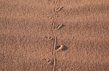 Fototapeta na wymiar empreinte d'animal dans le sable