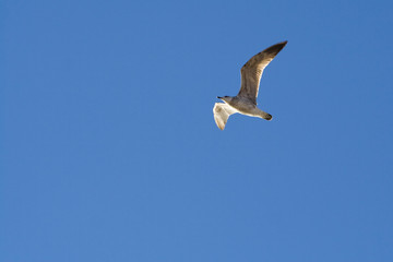 white seagull isolated on clear blue sky
