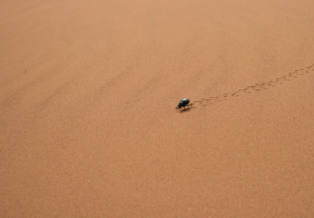 Scarabée sur le sable