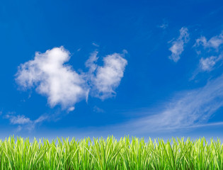Obraz na płótnie Canvas Zielona trawa na tle błękitnego nieba