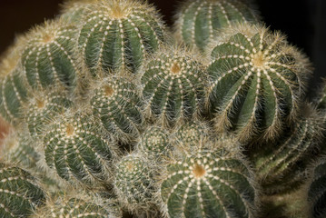 Fleurs de cactus