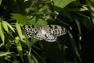 Obraz premium Papillon