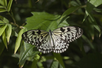 Papillon