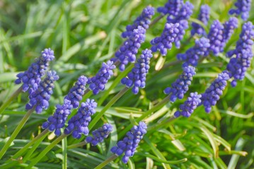 Obraz premium muscari en grappe - muscari neglectum
