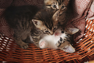 the kitten in the basket