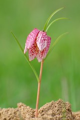 fritiliaria meleagris