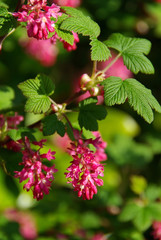 Zierjohannisbeere - Flowering Currant 04