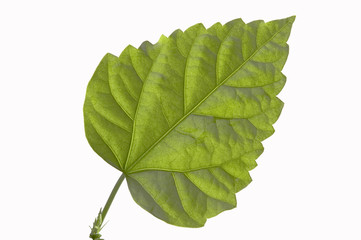  Green sheet.