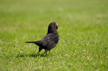 Black bird