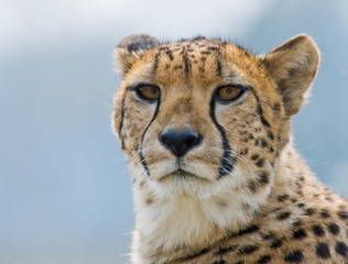 beautiful cheetah