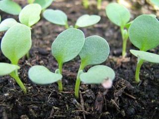 Seedlings