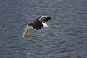 Lesser Black-Backed Gull
