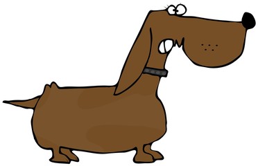 Feisty Dachshund