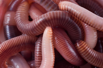 Structure. Earthworms