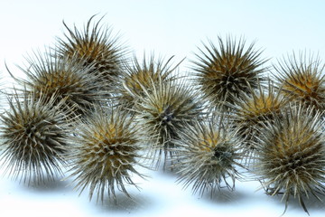 Obraz premium Burdocks