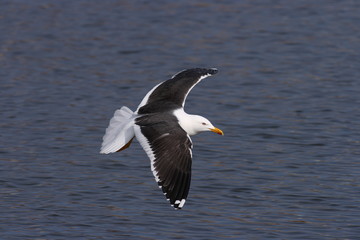 Lesser Black-Backed Gull