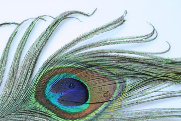 Peacock feather