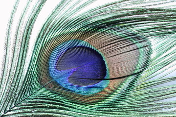 Peacock feather