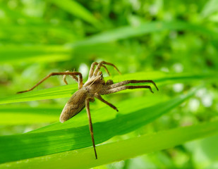 spider