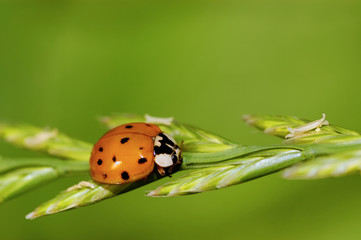 labybug on green grass