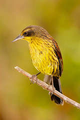 Unicolored Blackbird (Agelaius cyanopus) female