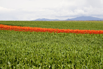 Fototapeta na wymiar Orange tulips in a field