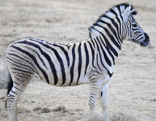 Zebra © Windsor
