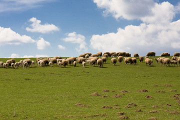 sheep pasture in beautiful czech farmland