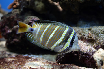 Fototapeta na wymiar the tropical fish floats in the aquarium