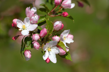 Fototapeta na wymiar pinkish-white apple blossoms
