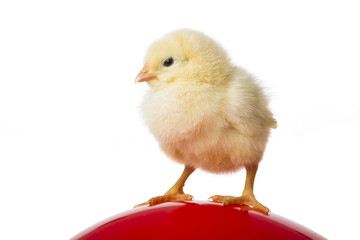 cute chick on red balloon