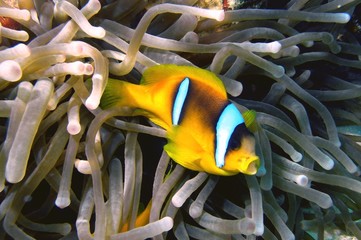 Rotmeer - Anemonenfisch (Amphiprion bicinctus)