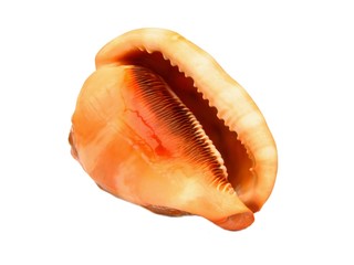 Casque (Cypraecassis rufa)