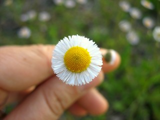 Daisy