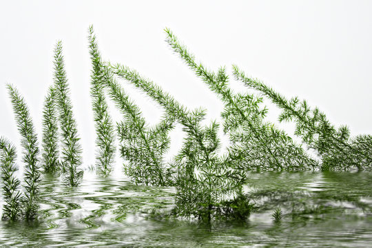 seaweeds