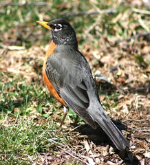 American Robin looking back