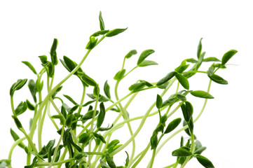 Green sprouts on white background