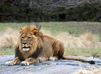 Obraz premium African Lion Sitting on a rock