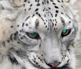 Himalayan Snow Leopard closeup